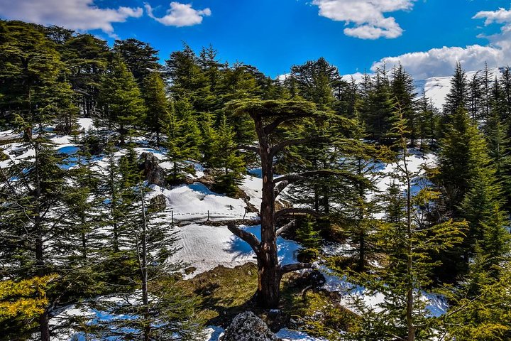 Cedars of Lebanon, Qozhaya, & Bcharreh - With Lunch