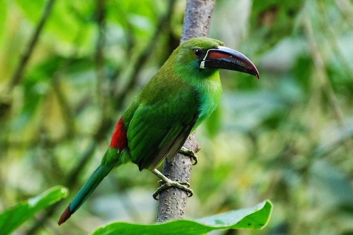 Full-Day Private Birding Tour in La Paz Refuge & Hummingbirds