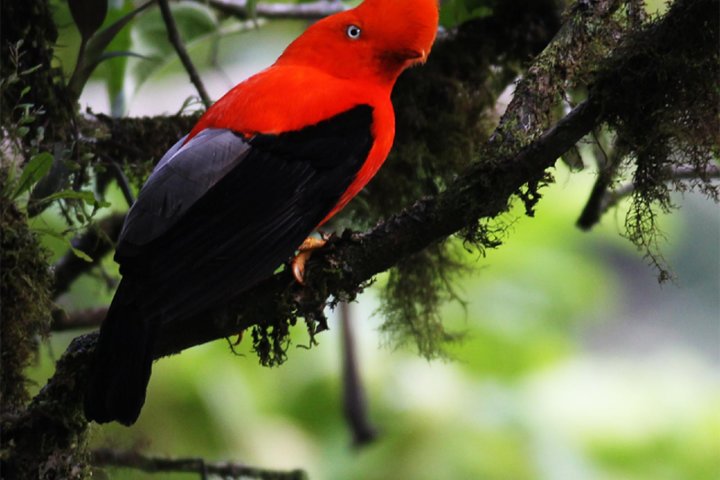 Full-Day Private Birding Tour in La Paz Refuge & Hummingbirds