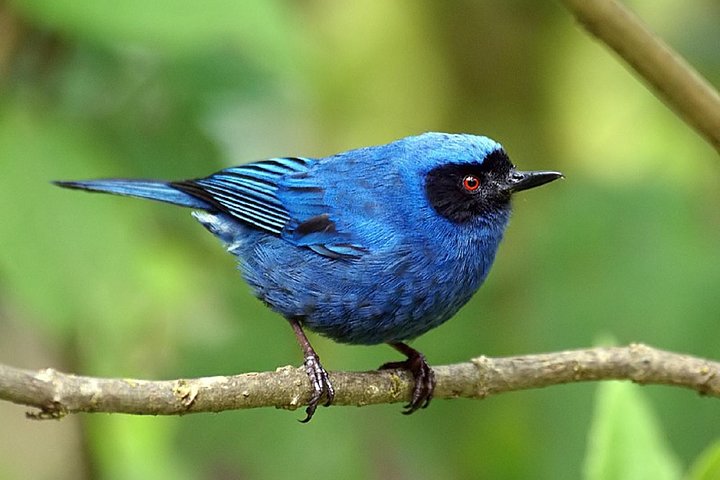 Full-Day Private Birding Tour in La Paz Refuge & Hummingbirds
