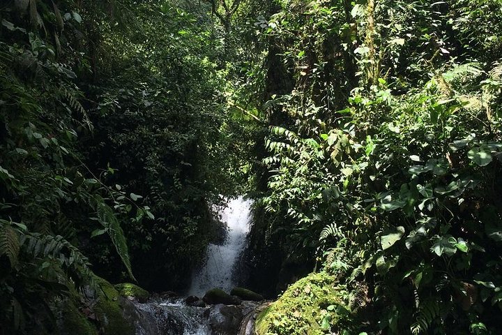 Full-Day Private Birding Tour in La Paz Refuge & Hummingbirds