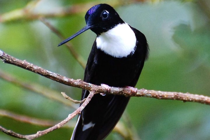Full-Day Private Birding Tour in La Paz Refuge & Hummingbirds