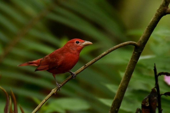 Full-Day Private Birding Tour in La Paz Refuge & Hummingbirds