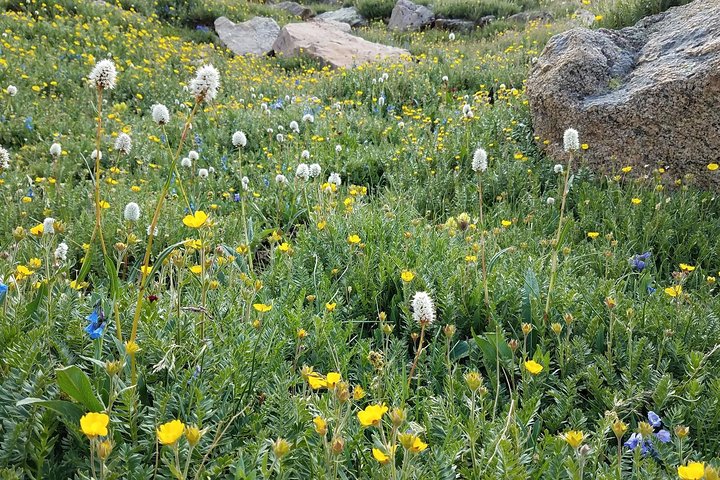 Rocky Mountain National Park in Summer Tour from Denver