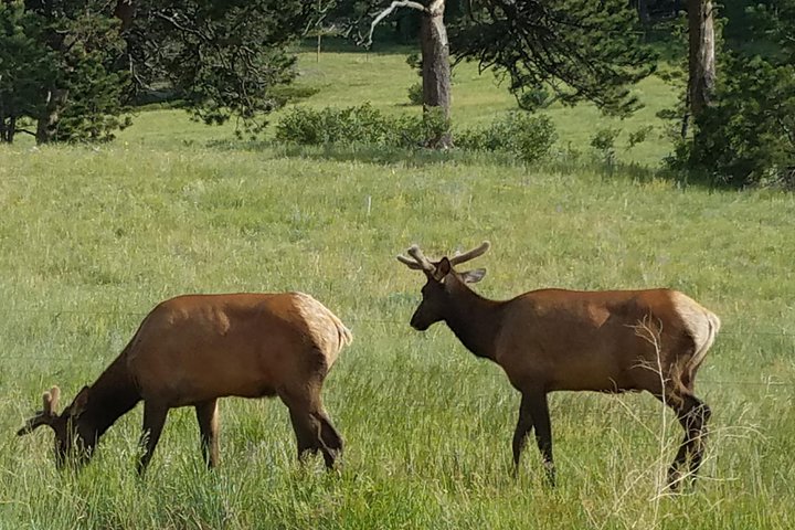 Rocky Mountain National Park in Summer Tour from Denver