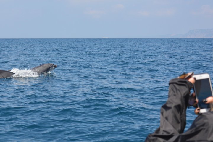 Sesimbra: Arrábida Dolphin and Whale Watching tour with biologist