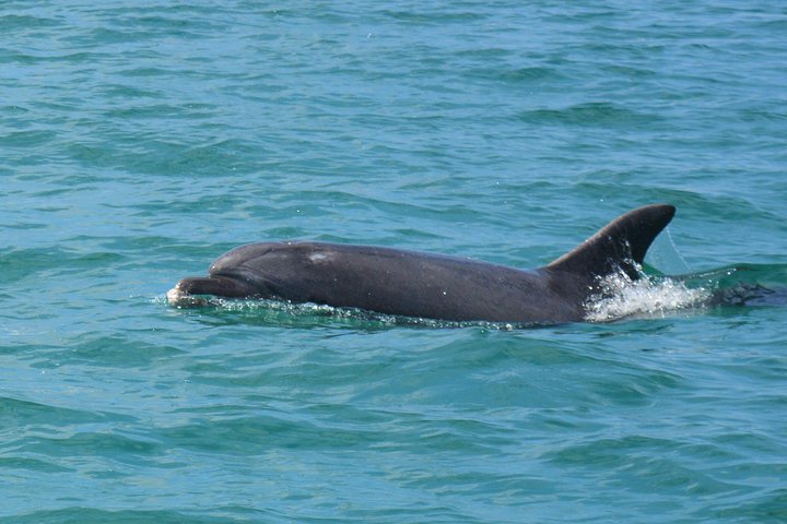 Sesimbra: Arrábida Dolphin and Whale Watching tour with biologist