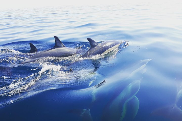 Sesimbra: Arrábida Dolphin and Whale Watching tour with biologist