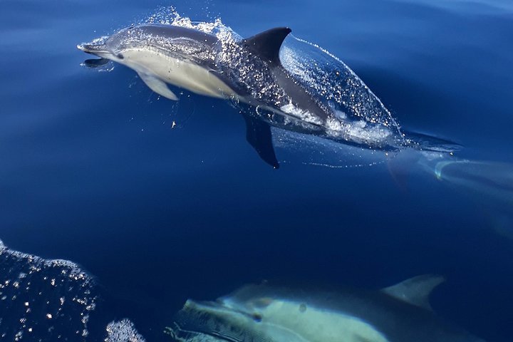 Sesimbra: Arrábida Dolphin and Whale Watching tour with biologist