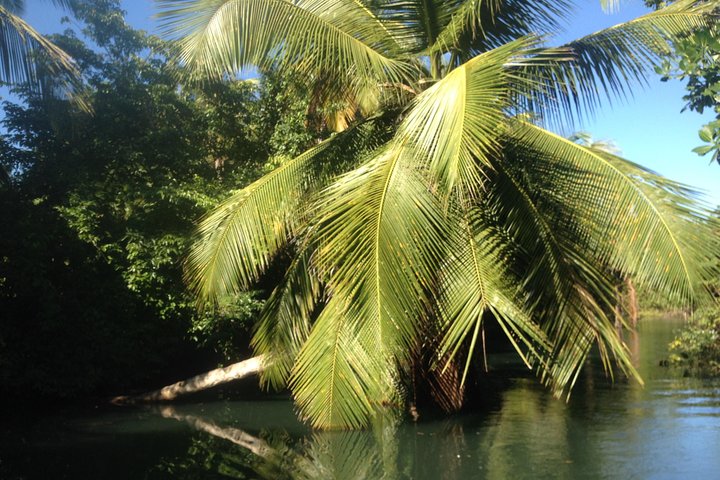 Visite guidée en français en bateau : Mangrove, ilets, snorkeling