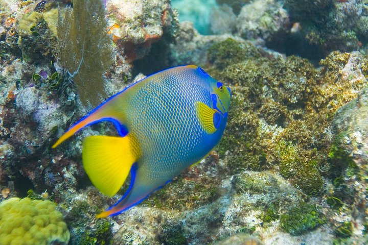 Key Largo Snorkeling Tour - rental mask, fins and vest INCLUDED