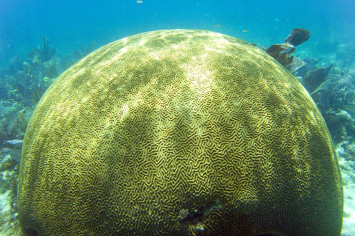 Key Largo Snorkeling Tour - rental mask, fins and vest INCLUDED