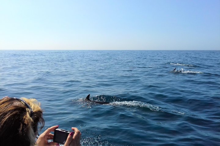 Sesimbra: Arrábida Dolphin and Whale Watching tour with biologist