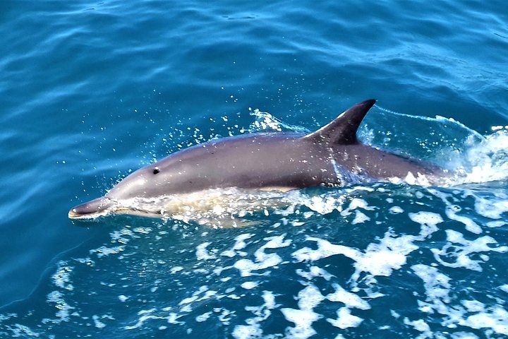 Sesimbra: Arrábida Dolphin and Whale Watching tour with biologist