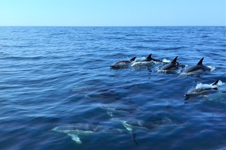 Sesimbra: Arrábida Dolphin and Whale Watching tour with biologist