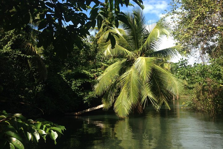Visite guidée en français en bateau : Mangrove, ilets, snorkeling