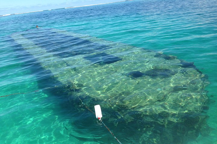 Visite guidée en français en bateau : Mangrove, ilets, snorkeling