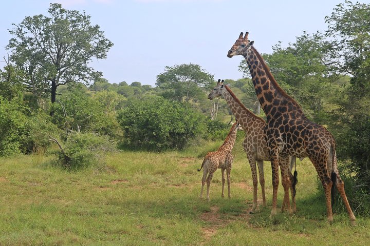 Kissama National Park Safari