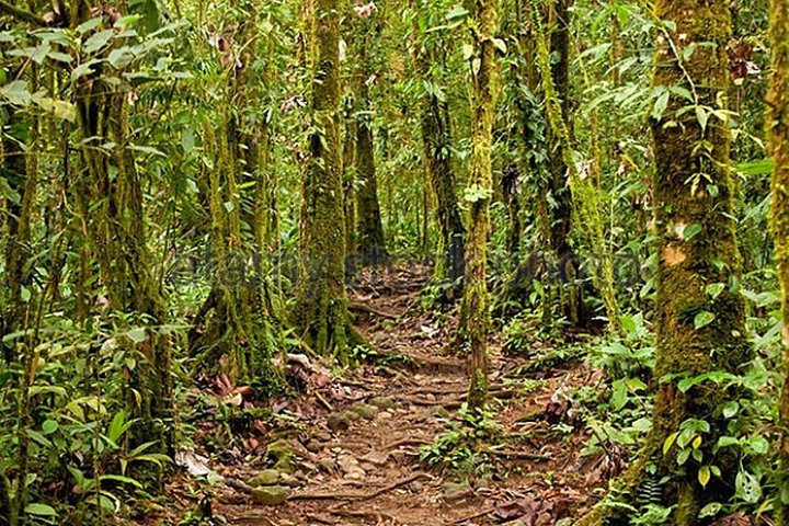 Rio Celeste Hiking, Sloth Sanctuary & Llanos de Cortes Waterfall Tour