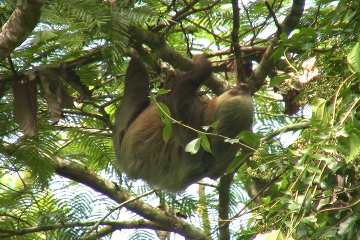 Rio Celeste Hiking, Sloth Sanctuary & Llanos de Cortes Waterfall Tour