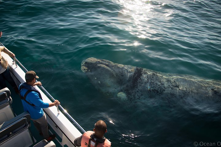 Whale Watching Knysna - Close Encounter Experience Ocean Odyssey