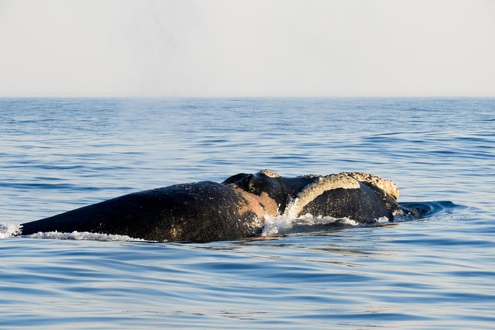 Whale Watching Knysna - Close Encounter Experience Ocean Odyssey