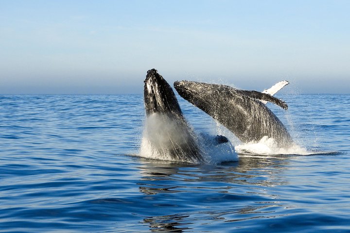 Whale Watching Knysna - Close Encounter Experience Ocean Odyssey