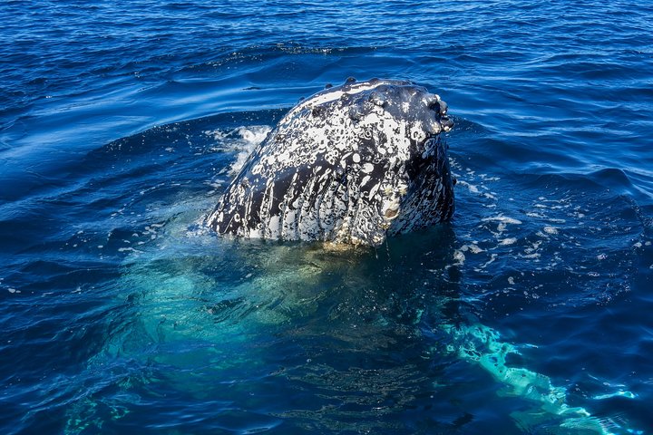 Whale Watching Knysna - Close Encounter Experience Ocean Odyssey