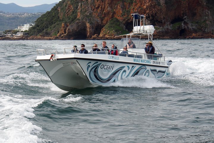 Whale Watching Knysna - Close Encounter Experience Ocean Odyssey