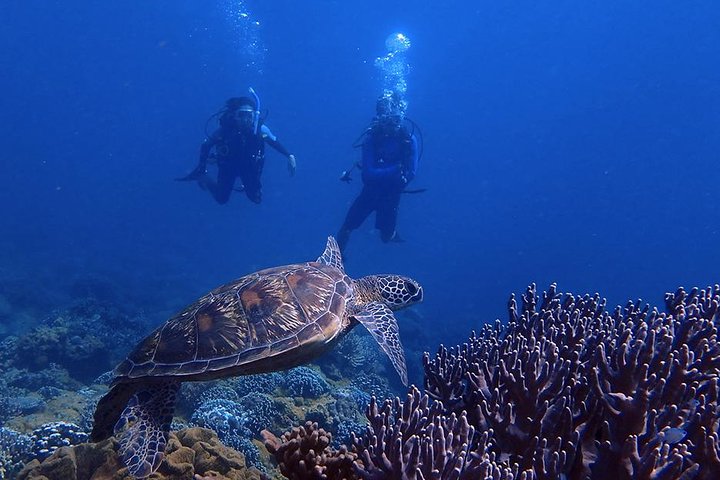 Guam's Best Shore Diving! Beginner and Advanced Dives