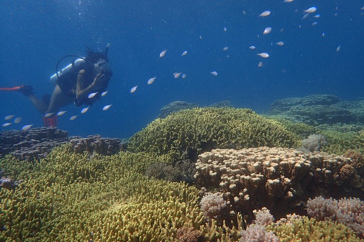 Guam's Best Shore Diving! Beginner and Advanced Dives