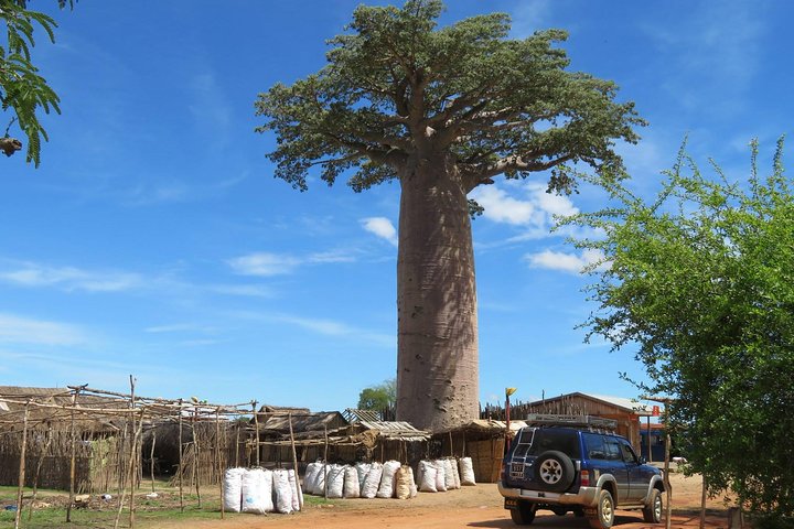 Morondava Day Tour to Kirindy Park and Baobab Avenue