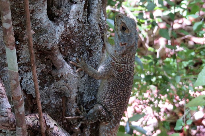 Morondava Day Tour to Kirindy Park and Baobab Avenue