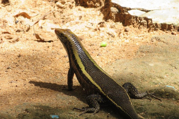 Morondava Day Tour to Kirindy Park and Baobab Avenue