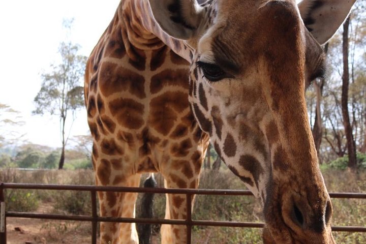 Giraffe Center and David Sheldrick Elephant Orphanage Tour