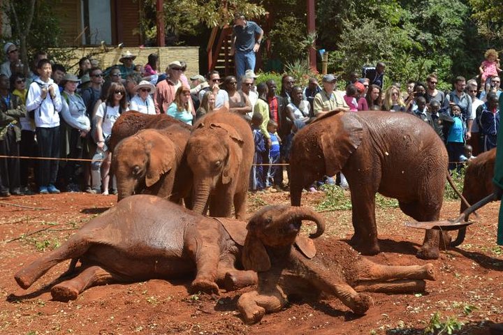 Elephant Orphanage & Giraffe Centre Tour