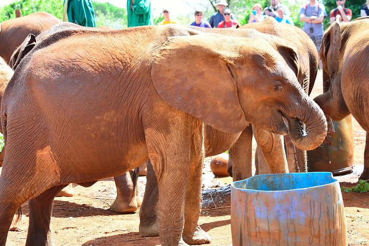 Elephant Orphanage & Giraffe Centre Tour