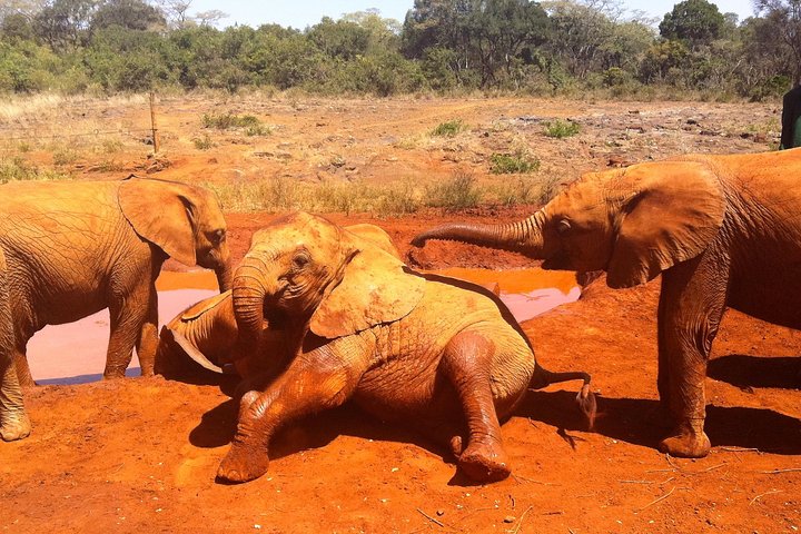 Giraffe Center and David Sheldrick Elephant Orphanage Tour