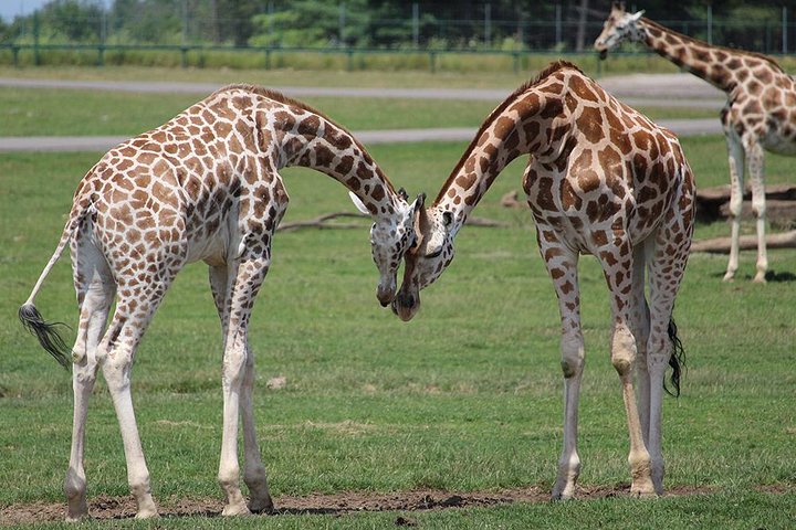 Giraffe Center and David Sheldrick Elephant Orphanage Tour