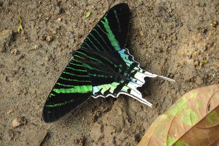 5-Day Amazon Cuyabeno & Papallacta Adventure