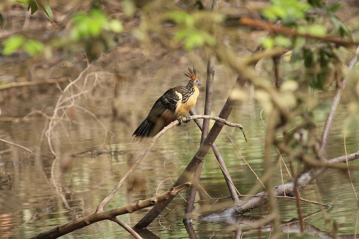 5-Day Amazon Cuyabeno & Papallacta Adventure