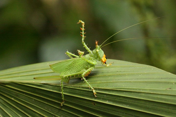 5-Day Amazon Cuyabeno & Papallacta Adventure