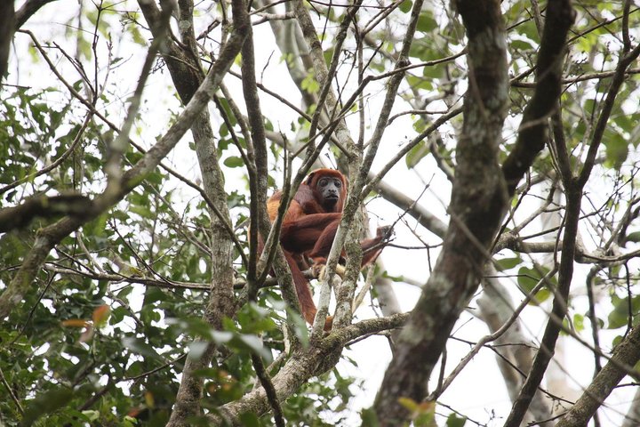 5-Day Amazon Cuyabeno & Papallacta Adventure