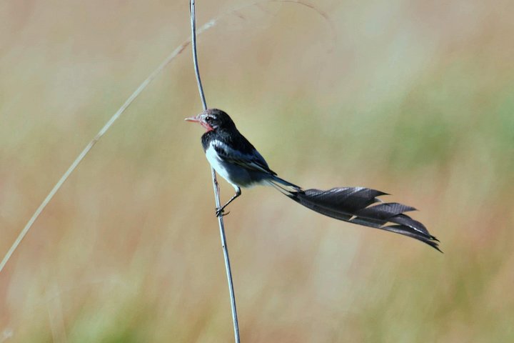 Birding and Nature Chaco Tour