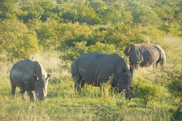 Two day Kruger National Park Safari from Johannesburg