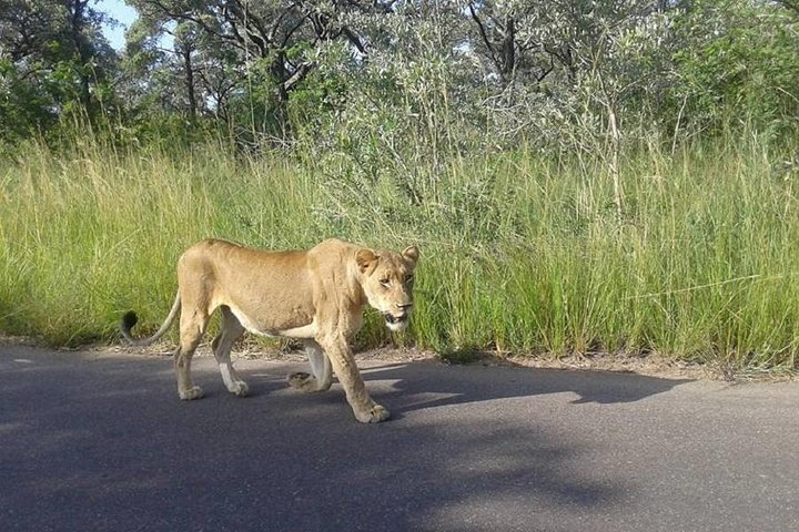 Two day Kruger National Park Safari from Johannesburg