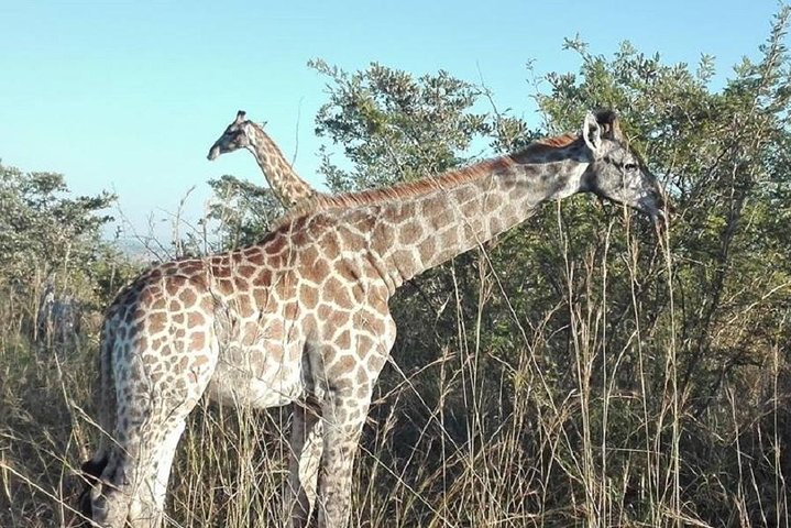 Two day Kruger National Park Safari from Johannesburg