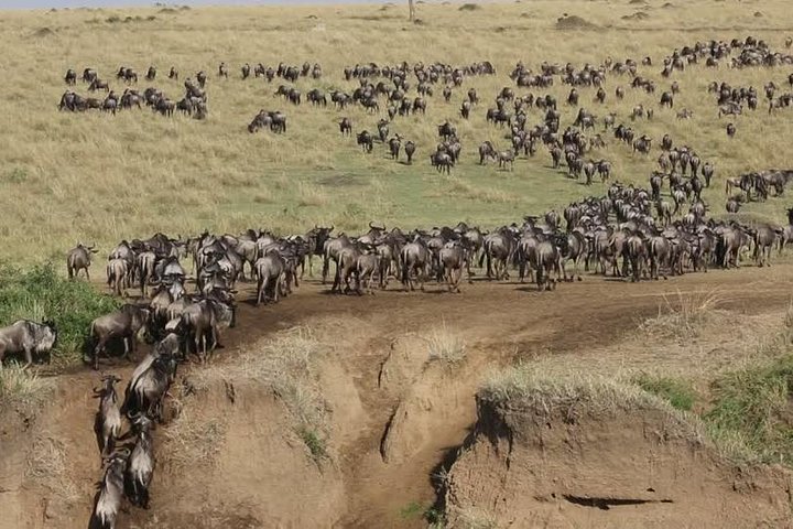 3 Days Maasai Mara Guided Safari from Nairobi