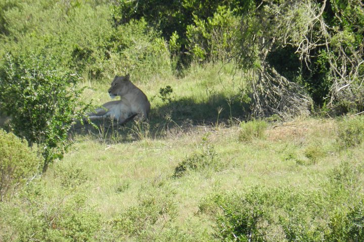 Port Elizabeth Shore Excursion: Addo Elephant Full Day Safari &"Braai"Lunch(BBQ)