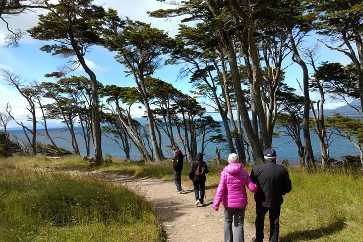 Punta Arenas and Magellan Strait Tour